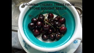 Growing Cherry trees from Store Bought Cherries [upl. by Leake]