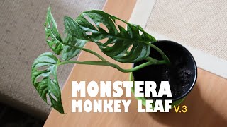 Monstera Monkey Leaf update or version three [upl. by Lilla]