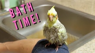 Pearl the Cockatiels First Bath  Budgie and Cockatiel Take A Bath [upl. by Ronoel753]