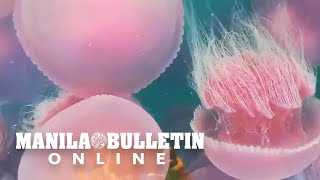 Jellyfish bloom in El Nido Palawan [upl. by Ener]