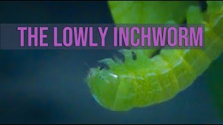 The Lowly Inchworm [upl. by Inaliel]