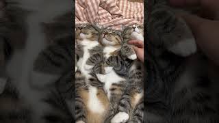 Purring cat ASMR catshorts catvideo catlover cute [upl. by Nadler]