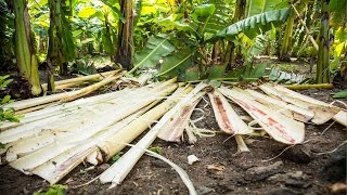 IKEA  social entrepreneurs  Banana fibre [upl. by Cynarra]