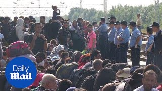 Refugees packed together in Tovarnik after entering Croatia  Daily Mail [upl. by Basilio]