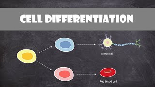 Cell Differentiation amp Gene Expression  Cell Biology [upl. by Olmstead82]