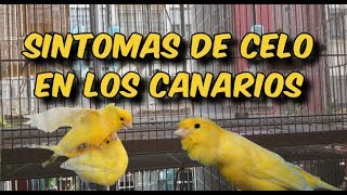 SINTOMAS DE CELO EN LOS CANARIOS ¿como saber si mis canarios están en celo [upl. by Duile19]