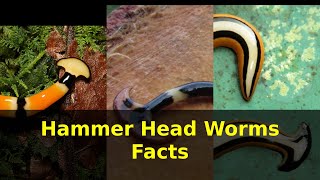 Hammer Head Worms Facts [upl. by Seed]