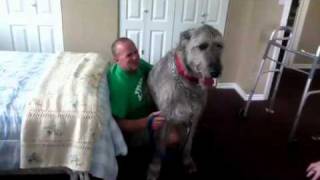 Irish Wolfhounds Are Lap Dogs Too [upl. by Enitsrik387]