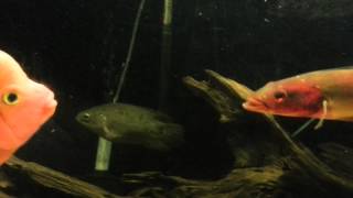 Crenicichla lugubris Red pike cichlid vs flowerhornb [upl. by Anam]