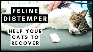 Feline Distemper Help your cats recover from this Virus [upl. by Kiel]