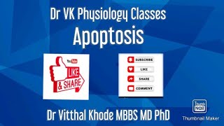 Apoptosis physiology I Apoptosis pathway [upl. by Nitsoj233]