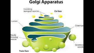 Structure of Golgi Apparatus  Function  Cisternae [upl. by Woodson64]