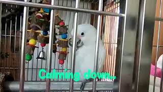 Cockatoo Screaming  Goffin Cockatoo Screaming [upl. by Erdnaed]