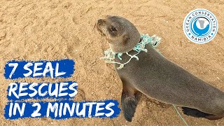 7 Seal Rescues In 2 Minutes [upl. by Ilwain]