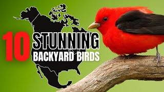 10 BEAUTIFUL BIRDS found in your own BACKYARD  North America [upl. by Mcclees830]