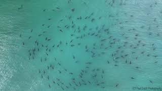 Hundreds of blacktip sharks spotted swimming near Florida beach [upl. by Atenik929]