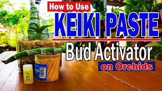 HOW TO USE KEIKI PASTE  Bud Activator  Orchid Propagation [upl. by Ermina]