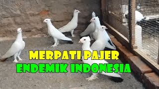 MERPATI ENDEMIK MERPATI PAJER [upl. by Corsiglia]