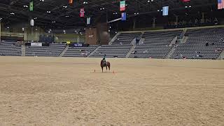 Jenese and Totally in Training Level Bridleless Novice pattern 1 at Liberty Festival 2024 [upl. by Pammie]