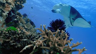 Manta Rays Use Tiny Fish to Help Them Stay Clean [upl. by Claudio432]