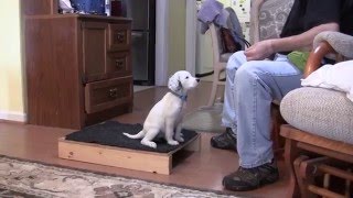 English Setter Puppies  Positive Reinforcement Training  12 26 15 [upl. by Garrity628]