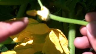 Easiest Way to Pollinate Squash Plants for Highest Yields [upl. by Nellac]