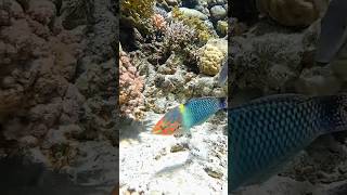 green fish shortvideo aquariumfish greenfish [upl. by Esertap10]