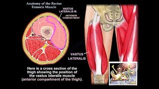 Anatomy Of The Vastus Lateralis Muscle  Everything You Need To Know  Dr Nabil Ebraheim [upl. by Noiek]