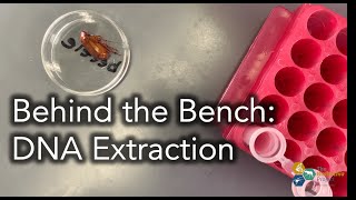 Behind the Bench DNA Extraction with Qiagen DNeasy Blood amp Tissue Kit Product 69504 [upl. by Glen]