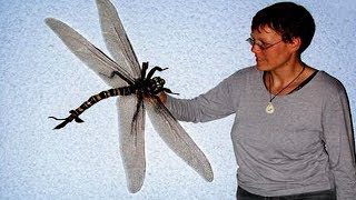 The Biggest Insect In The World [upl. by Simone962]