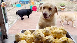 Dogs eating meatballs  Dog eating homemade food  Dog video [upl. by Amles795]