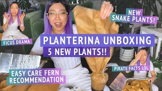 HOUSEPLANT UNBOXING from Planterina My favorite easy care fern recommendation new snake plants 🤩🌿 [upl. by Edholm405]