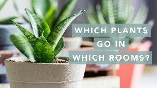 The best plants to put in every room of your house [upl. by Latta]