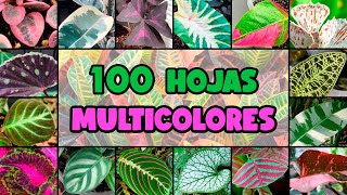 100 PLANTAS con HOJAS de MUCHOS COLORES [upl. by Brittni140]