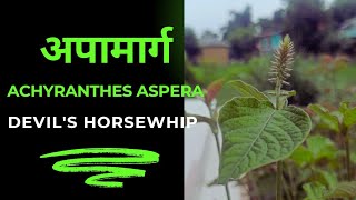 Achyranthes aspera  अपामार्ग  चिरचिटा [upl. by Mota]