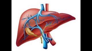 Fisiología del hígado [upl. by Notak]