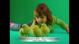 Arabic Song These Little Chicks Teach Kids Colloquial Arabic اللغة العربية [upl. by Frantz817]