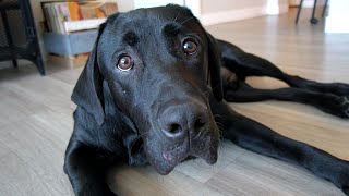 LABRADOR PLAYS HIDE AND SEEK [upl. by Mia]