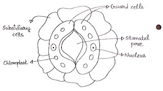 Diagram of Stomata  How To Draw Stomata Labelled Diagram  Biology Diagram [upl. by Biddle]