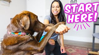 10 EASY DOG TRICKS IN 10 MINS 🐶 Promise theyre easier than you think [upl. by Nwahsd]