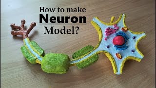 How to make Neuron 3d Model using Thermocol [upl. by Clio]