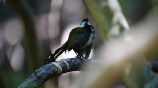 Male Eastern whipbird Psophodes olivaceus calling [upl. by Ok591]