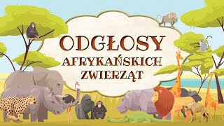 Odgłosy afrykańskich zwierząt [upl. by Notlek]