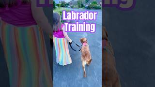 Is your Labrador Training unique to YOU [upl. by Merri]