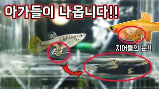 알이 아닌 새끼로 출산하는 물고기 구피GUPPY의 신비한 탄생순간 TV생물도감 [upl. by Aniz]