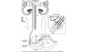 ANATOMIE Systématisation de la moelle épinière [upl. by Ytsur]