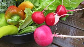 Tips for Growing Radishes not Leaves Fertilizing Planting Spacing Thinning Soil amp Maturity [upl. by Idok]