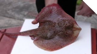 How to Fillet a Skate or Ray Skate Wings [upl. by Reginald]