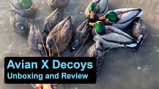 AvianX Duck Decoys Topflight Mallards and Blue winged Teal [upl. by Narine551]