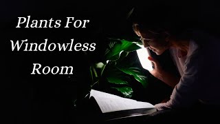 My Top 7 💡 Low Light Plants For Windowless Room amp How To Grow Them [upl. by Arratahs]